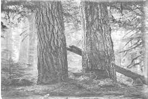 Schwarzes und weißes Foto eines Fahrrads, das in einem Rotbuchenwald geparkt ist und von hohen Bäumen umgeben ist.