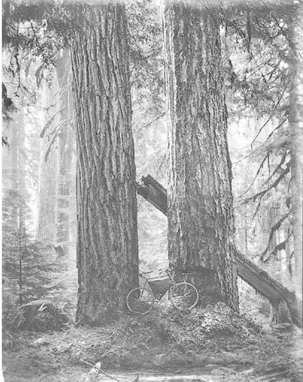 Schwarzes und weißes Foto eines Fahrrads, das in einem Rotbuchenwald geparkt ist und von hohen Bäumen umgeben ist.