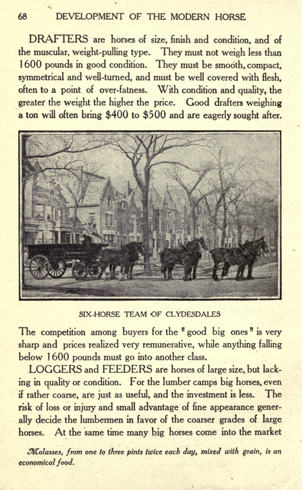 Ein altes Buch mit einer Illustration eines Pferdewagens im Vordergrund, umgeben von Bäumen und Gebäuden, und enthaltend Text über die Entwicklung des modernen Pferdes.