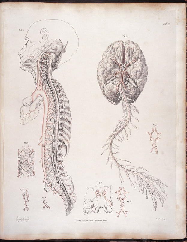 Ein offenes altes Buch mit einer detaillierten, lebensechten anatomischen Zeichnung eines menschlichen Gehirns und der Wirbelsäule mit ausstrahlenden Nerven und Arterien, vor klassischem Text.
