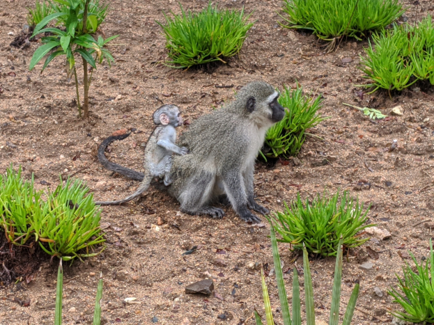 Ein Grüne Meerkatze und ihr Baby sitzen auf dem Boden umgeben von Pflanzen, wobei die Mutter das Baby eng an ihre Brust hält und beide neugierige Gesichter zeigen.