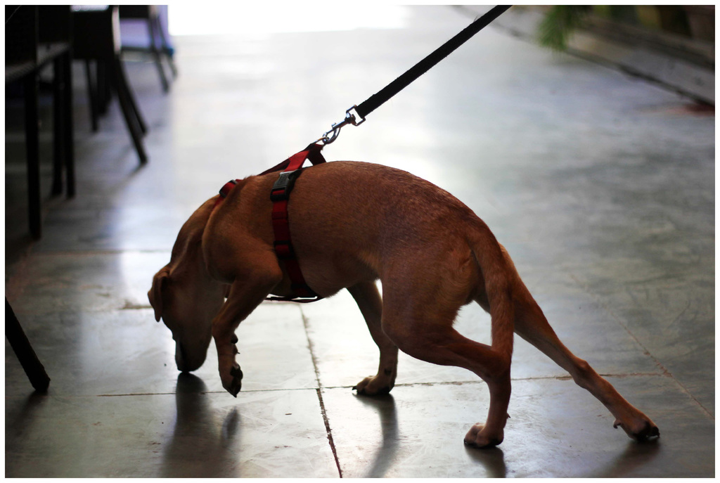 Ein Hund ist an einer Leine befestigt und scheint von einer Person weggeführt zu werden, während im Hintergrund Stühle und Tische zu sehen sind.