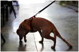 Ein Hund ist an einer Leine befestigt und scheint von einer Person weggeführt zu werden, während im Hintergrund Stühle und Tische zu sehen sind.