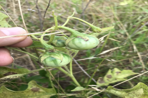 Eine Person hält einen Bund grüner Tomaten an einer Pflanze, mit Schimmel an einigen Stellen, vor einem Hintergrund aus Pflanzen und Gras.