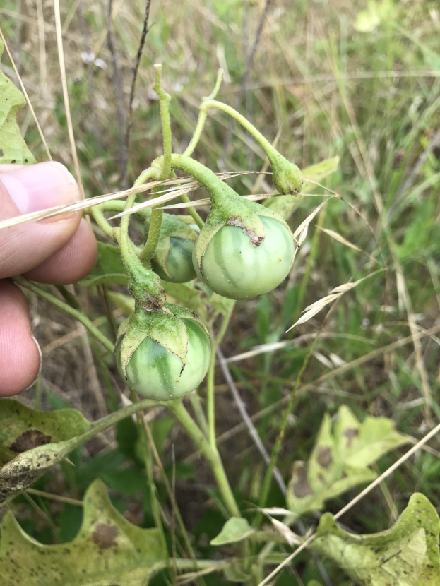 Eine Person hält einen Bund grüner Tomaten an einer Pflanze, mit Schimmel an einigen Stellen, vor einem Hintergrund aus Pflanzen und Gras.