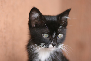Ein schwarz-weißes Auto auf einem Outdoor-Gelände geparkt.