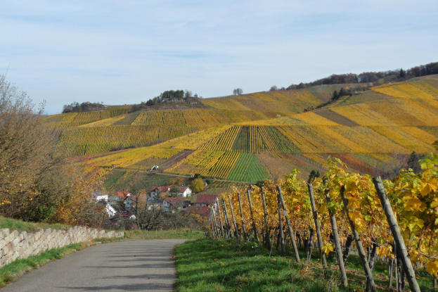 Ein gewundener Weg durch einen Weinberg im Herbst, gesäumt von grünem Gras, hohen Bäumen und kleinen Häusern unter einem Himmel mit weißen Wolken.