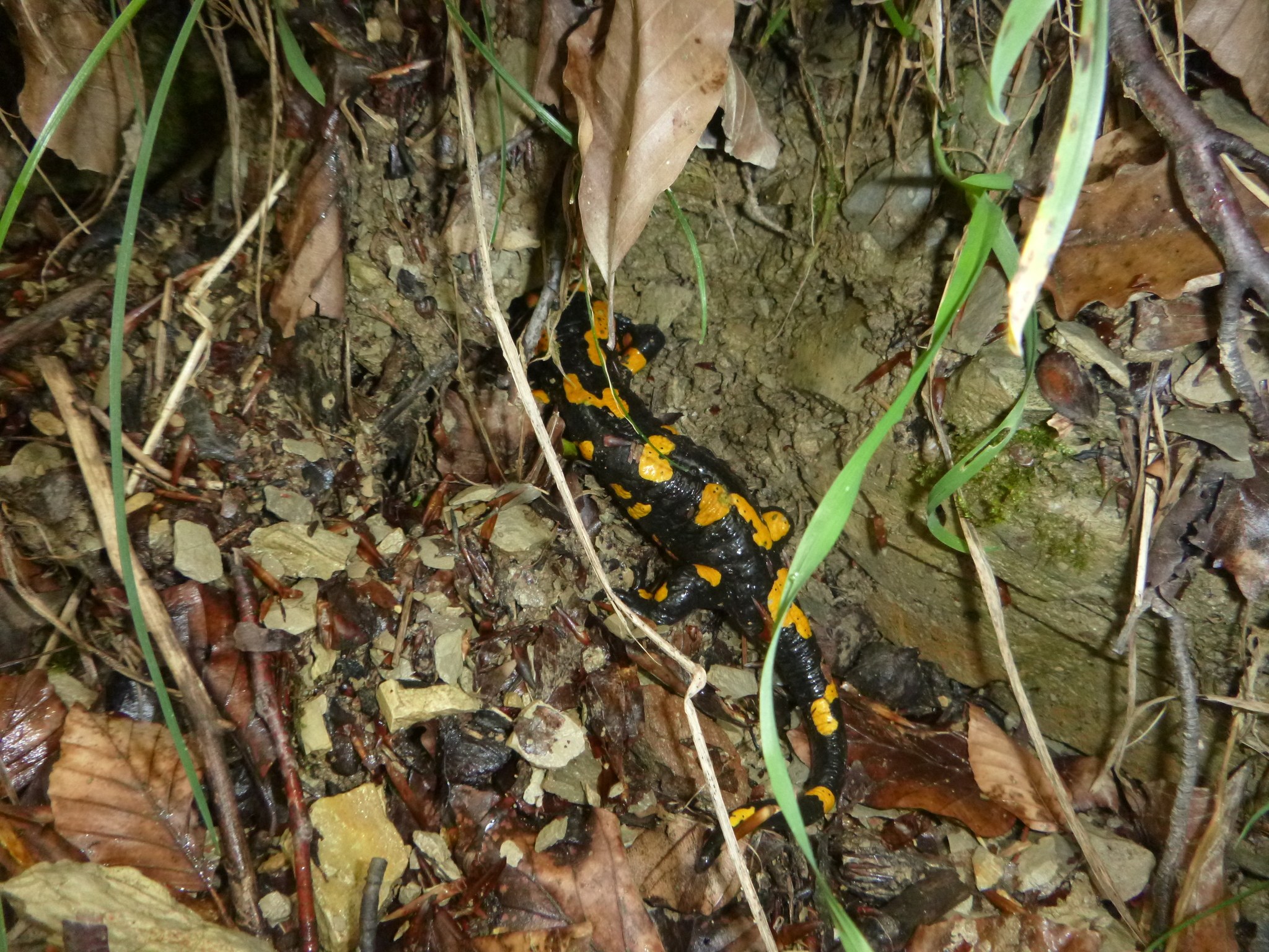 Europäischer Feuersalamander auf Waldboden sitzend zwischen trockenen Blättern und Zweigen