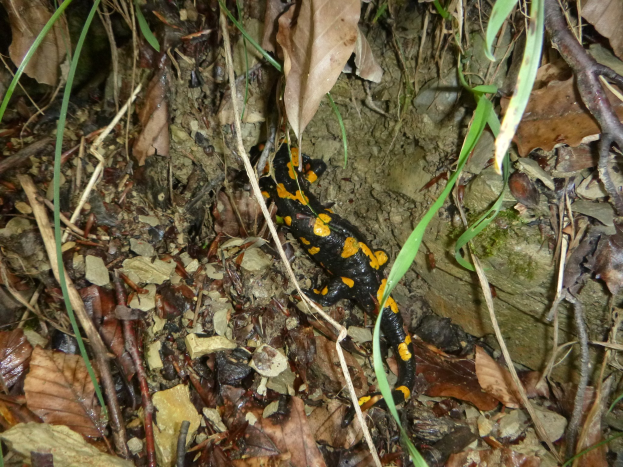 Europäischer Feuersalamander auf Waldboden sitzend zwischen trockenen Blättern und Zweigen