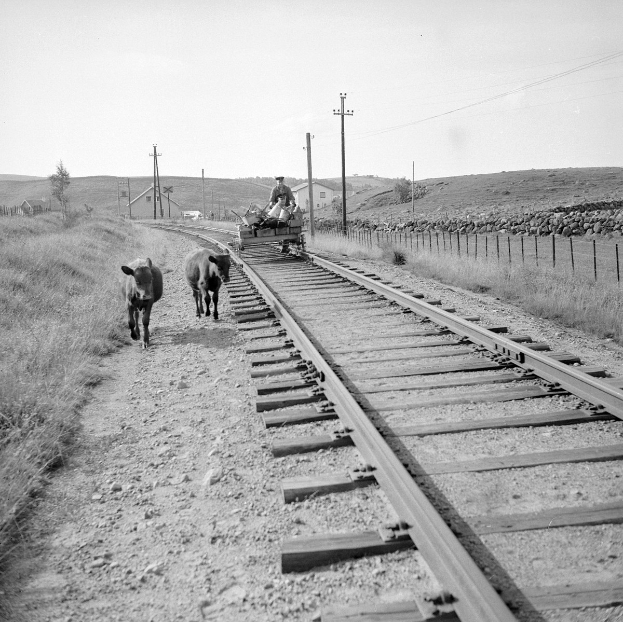 Schwarzes und weißes Foto von zwei Kühen, die auf Bahngleisen gehen, mit einer Person auf einem Fahrzeug im Vordergrund, Gras und einem Zaun auf beiden Seiten und Häusern, Bäumen, Polen und Himmel im Hintergrund.