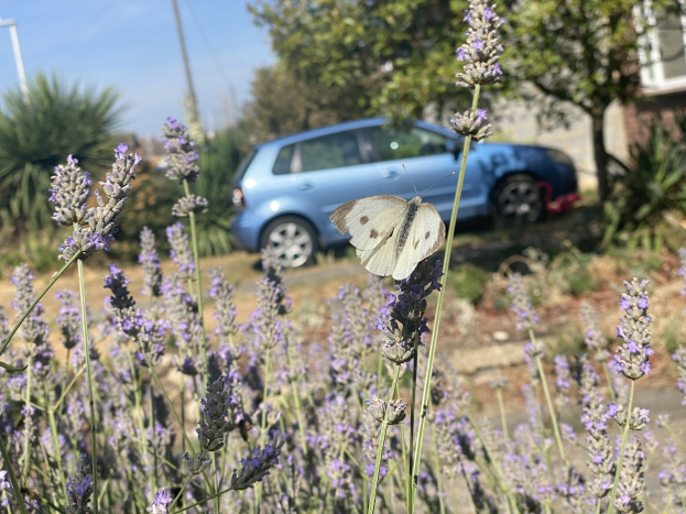 Ein blaues Auto vor einem Lavendelfeld mit einer weißen Schmetterling auf einer Blume, Bäume und ein Gebäude im Hintergrund.