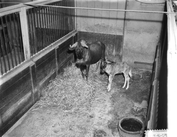 Ein Schwarz-Weiß-Foto von einer Kuh und einem Kalb in einem Stall, umgeben von einem Metallzaun und einer Wand, mit einem Eimer auf dem Boden und Text unten.